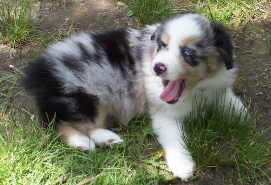 Side view from the top looking down - A yawning, merle white and grey with tan and black Miniature Australian Shepherd puppy is laying in dirt and grass and looking behind its body.