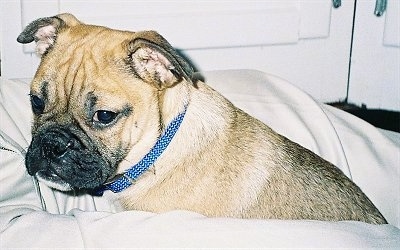 Side view - A tan with black Bull-Pug puppy is wearing a blue collar sitting in between the legs of a person and its head is turned to the left of its body.