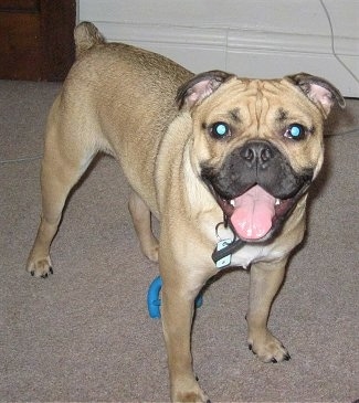 Front side view - A tan with black Bull-Pug is standing on a tan carpet looking up. It looks like it is smiling.