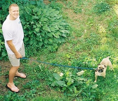 View from the top looking down - A tan with black Bull-Pug is standing in grass and there is a person across from it holding its blue leash. The dog and the man are both looking up.