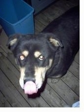 A rose-eared, black with tan Husky/Rottweiler/Labrador mix is standing outside at night on a wooden deck looking up and licking its nose. There is a blue plastic trash can behind it.