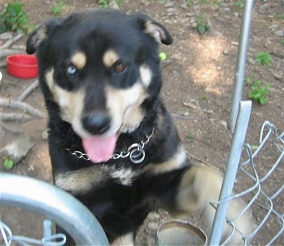 A rose-eared, black with tan Husky/Rottweiler/Labrador mix is jumped up at a chain link fence and gate. Its mouth is open and tongue is out and it has two different colored eyes. One eye is blue and the other eye is brown. There is a red plastic bowl in the yard behind it.