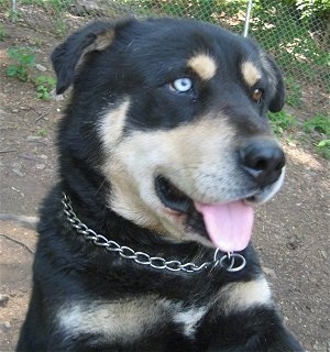 Close up head and neck shot - A rose-eared, black with tan Husky/Rottweiler/Labrador mix breee dog is wearing a choke chain collar sitting on a dirt hill and it is looking to the right. Its mouth is open and tongue is out and it has two different colored eyes. One is blue and the other eye is brown.