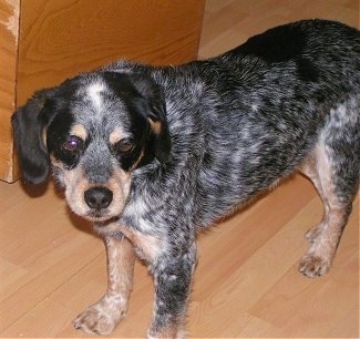 Side view from above - A black with tan and white merle Cocker Spaniel/Blue Heeler is standing on a hardwood floor looking to the right.