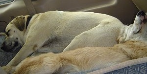 A tan with black Labrador mix is sleeping behind a tan with white Aussie/Golden Retriever that is also sleeping. They are laying in the trunk of an SUV.