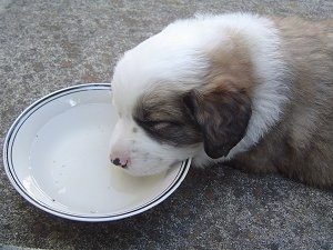 The left side of a brown with white Australian Retriever puppy that is drinking milk out of a bowl