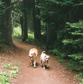 Two panting dogs walking side by side down a dirt wooded path of evergreen trees - A tan with black Labrador mix and a tan with white Aussie/Golden Retriever.
