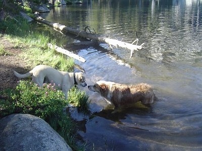 A tan with black Labrador mix is standing in front of a body of water that a tan with white Aussie/Golden Retriever is standing in. The dogs are nose to nose. There is a dead fallen tree on the bank extending into the water behind them.
