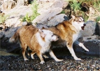 A brown with white Aussie/Golden Retriever and a brown with white wolf/Husky/Malamute mix are running across the gravel next to a body of water with large boulder-sized rocks on shore. They are actively playing.