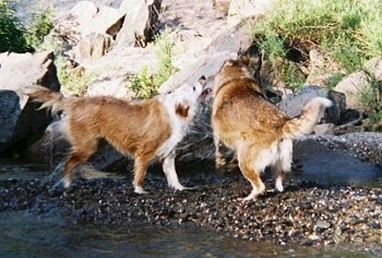 A brown with white Aussie/Golden Retriever and a brown with white wolf/Husky/Malamute mix are shaking dry next to a body of water. One dog looks like it is about to bite the other in play.