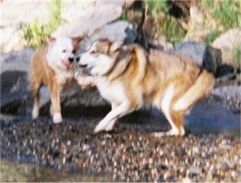 A brown with white Aussie/Golden Retriever and a brown with white wolf/Husky/Malamute mix are playing with each other on gravel next to a body of water with boulder-sized rocks behind them.