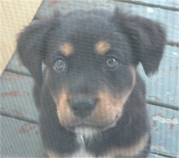 Close up head shot - A black with tan and white Rottweiler mix puppy is sitting on a painted green wooden porch looking up.
