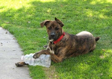 A large, brown brindle with white Australian Cattle Dog/Boxer mix dog is laying in grass and it has an empty plastic bottle under its right paw.