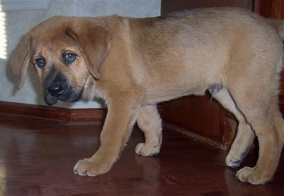 A droopy-looking, tan Mountain Mastiff puppy is walking across a hardwood floor. There is a door behind it.