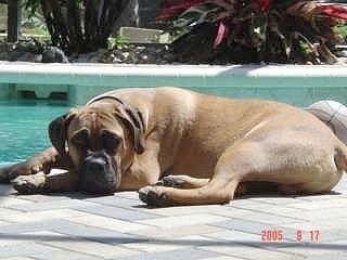 Side view - A tan with black Nebolish Mastiff is laying down on the deck in front of an in ground swimming pool.