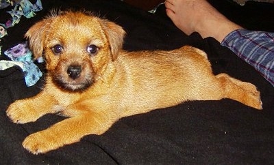 Side view - A red Norfolk Terrier puppy is laying on a black blanket and it is looking towards the screen. There is a persons foot next to its back paws.