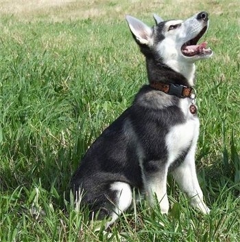 Side view - A black with white and grey Northern Inuit puppy is sitting in grass and its mouth is open and head is up. It looks like a wolf pup.