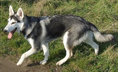 Side view - A black with white and grey Northern Inuit dog is trotting across grass with its front paw in the air and its tongue hanging out.