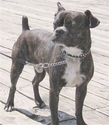 A small, bully looking, brown brindle Boston Bull Terrier/Chihuahua mix breed dog is standing on a wooden dock looking to the left.
