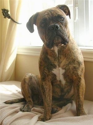 Front view - A tan brindle with white Olde English Bulldogge is sitting on a human's bed in front of a sunny window. Its head is tilted to the left.