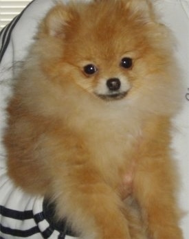 Close up - A fluffy, tan and red Pomeranian puppy is being held in the air under a persons arms.