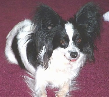 Close up - A white and black Papillon is sitting on a red carpet looking up and forward. Its tongue is sticking out of its mouth. It has long fringe hair on its ears and  on the back of its legs.