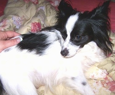 The left side of a white with black Papillon laying on a tan blanket with a floral print on it. It is looking back at a person who is touching its back.