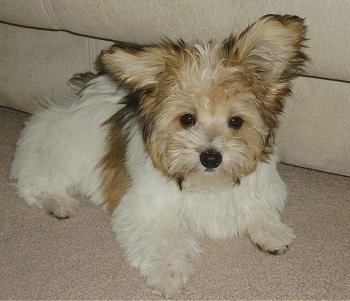 A white with brown Papitese puppy is standing on a carpet in front of a couch. Its ears are up and it is looking forward.