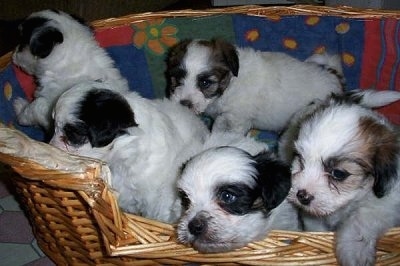Close up - A litter of Papitese puppies are standing and sitting in a wicker basket.