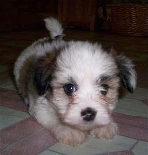 Close up - A white with brown and black Papitese puppy is laying on a tiled floor and it is looking forward.