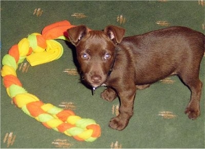 A chocolate Patterdale Terrier puppy is standing on a green carpet with an orange, green and yellow rope toy in front of it.