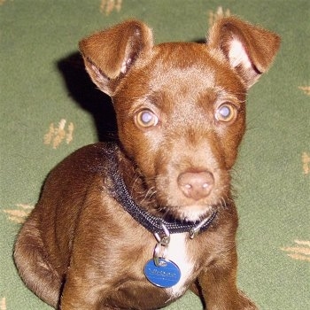 Close up - A chocolate with a tuft of white Patterdale Terrier puppy is sitting on a green carpet looking forward.