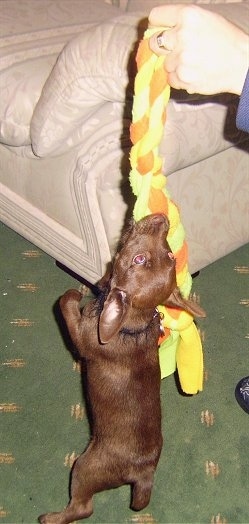 A chocolate Patterdale Terrier puppy is hanging onto a yellow, green and orange rope toy that a person is lifting up.