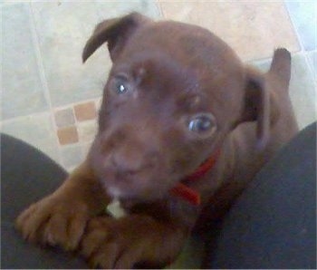 A chocolate Patterdale Terrier puppy is jumped up against a persons leg looking up.