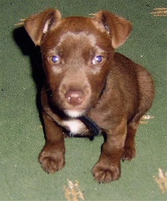 A chocolate Patterdale Terrier puppy is sitting on a green carpet looking up.