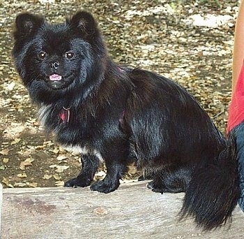 Side view - A shiny, long coated, black with white Peek-A-Pom dog is sitting across a log looking towards the camera with a person sitting next to it.