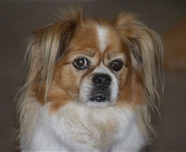 Close up head and upper body shot - A white with tan Pekalier dog is sitting down looking forward. It has longer hair on its ears.
