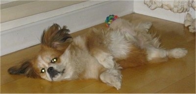 Side view - A medium-haired, red with white Peke-A-Pap puppy is laying on its back belly up on a hardwood floor and there is a ball toy behind it. It is looking forward. It has longer hair on its ears.