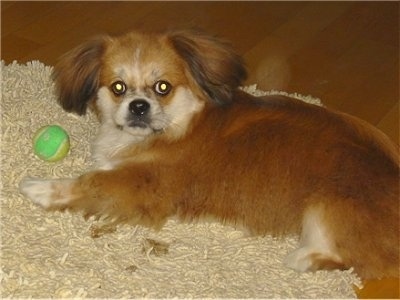 A medium-haired, red with white Peke-A-Pap puppy is laying on its right side on top of a tan shaggy rug on top of a hardwood floor and there is a green and yellow ball in front of it. It is looking up at the camera.
