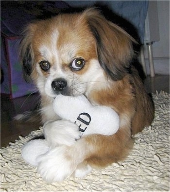 Front view - A red with white and black Peke-A-Pap puppy is laying on a tan shaggy rug and is biting on a bone pillow that is in its front paws. The white pillow has the words 'Spoiled' embroidered on it in black letters.