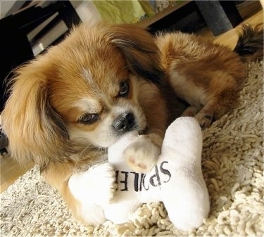 Front view - A red with white and black Peke-A-Pap puppy is laying on a tan shaggy rug with a white plush bone pillow in its front paws. The pillow has black wording on it that says 'SPOILDED' and the dog is chewing on it.