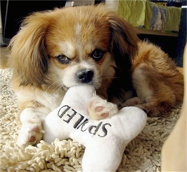 Front side view - A fluffy, red with white and black Peke-A-Pap puppy is laying on a tan shaggy rug with a white plush bone toy in its front paws. The toy has black words on it that say 'spoiled' 