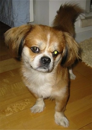 Close up front view - A red with white and black Peke-A-Pap dog is standing on a hardwood floor and looking forward. Its head is tilted to the right and it looks like its smirking at the camera.