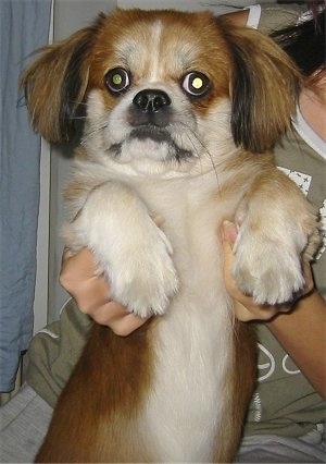 A red with white and black Peke-A-Pap is being held up on its hind legs showing its white belly by the person behind it.