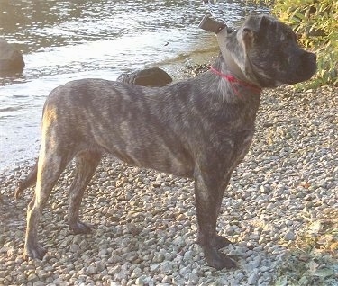 Right Profile - A brindle black with tan Perro de Presa Malloquin dog is standing on a gravel pathway in front of a body of water. The dog is looking to the right.