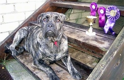 A black brindle with white Perro de Presa Malloquin is laying across a wooden step. The step above it has three purple ribbons and a trophy on it.