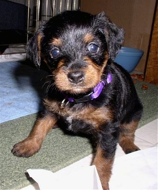 A black and tan Pinny-Poo puppy is sitting on a tan rug in front of a light blue towel and a dog crate looking forward. There is a blue water bowl on the floor behind it.