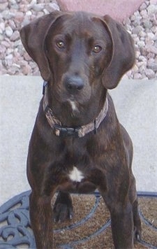 Front view - A brown with white Plott Hound is sitting on a door mat and it is looking up.