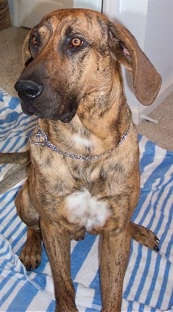 Close up front view - A brown brindle with white Plott Hound is sitting on a blue and white Towel and it is looking to the left.