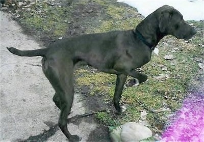 A drop-eared, black with white Pointer Bay dog is standing on a walk way pointing to the right with one paw in the air and its tail level with its body.